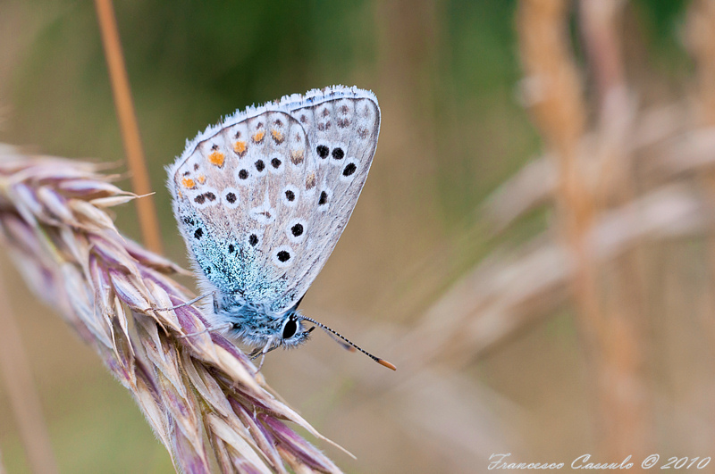 Lycaenidae da identificare